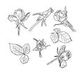 Vector set of hand drawn roses Royalty Free Stock Photo