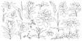 Vector set of hand drawn, single continuous line flowers, leaves. Art floral elements. Use for t-shirt prints, logos Royalty Free Stock Photo