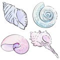 Vector set of hand drawn watercolor seashells