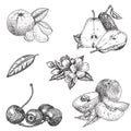 Vector set hand made sketch illustration of engraving pear, peach, mandarin,cherry leaves and flowers on white