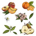 Vector set hand made sketch illustration of engraving pear, peach, mandarin leaves and flowers on white background. Royalty Free Stock Photo