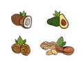 Vector set of healthy eating products, coconut, avocado, walnut and peanut isolated, colorful illustration.