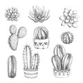 Vector set of houseplants. Vintage hand drawn illustrations with