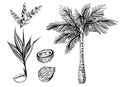Vector set of illustration of topical palms Royalty Free Stock Photo