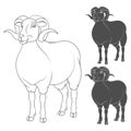 Vector set of illustrations depicting sheep. EPS10