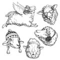 Vector set of illustrations with sheep with different emotions. Collection of sketches of portraits of funny animals. Cute