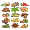Vector set of indian Spices