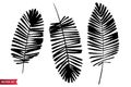 Vector set of ink drawing palm leaves, monochrome artistic botanical illustration, isolated floral elements, hand drawn