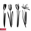 Vector set of ink drawing tulip flowers, monochrome artistic botanical illustration, isolated floral elements, hand