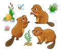 Vector set with isolated beavers in different poses. Royalty Free Stock Photo