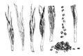 Vector set of isolated elements of young green onions whole feathers and trimmed and a bunch of slices drawn by hand in Royalty Free Stock Photo