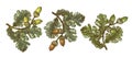 Vector set of isolated pattern with wonderful colorful different sort of oak branch with leaves, acorns, hand-drawn