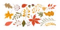 Vector set of leaves cartoon style. Autumn leaves and berries collection, isolated on white background Royalty Free Stock Photo