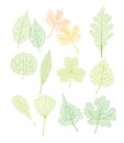 Vector set leaves. Green tree leaves. Natural green leafs set