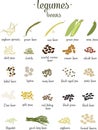 Vector set of Legumes and beans in flat style isolated on white