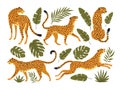 Vector set of leopards or cheetahs and tropical leaves.