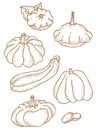 Vector set of line drawings of vegetables. Pumpkin and pattison, vegetable marrow and zucchini. Vector illustration