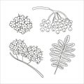 Vector set of line rowan tree elements isolated on white background. Botanical illustration of rowan berry, brunch, flowers. Black Royalty Free Stock Photo