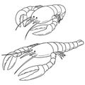 Vector set of lobster