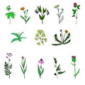 Vector set of medical plants Royalty Free Stock Photo