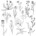 Vector set of medical plants Royalty Free Stock Photo