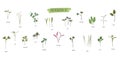 Vector set of microgreens. Herbs - pea, sunflower, onion, peas, corn, basil, china rose, spinach, fennel, sorrel, collard, dill,