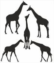 Vector set of monochrome silhouettes of giraffes.