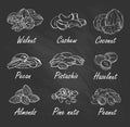 Vector set of nuts on chalkboard in hand drawn style: hazelnut, almonds, peanuts, walnut, cashew, pine nut, pistachi