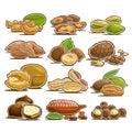 Vector set of Nuts