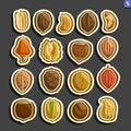 Vector Set of Nuts icons Royalty Free Stock Photo