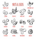 Vector set of nuts and seeds illustrations