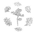 Vector Set of ink drawing oak leaves with streaky and branch