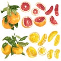 Vector set with orange and grapefruit citrus fruits and slices in realistic graphic illustration Royalty Free Stock Photo