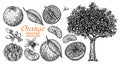 Vector set oranges hand drawn sketch. Hand drawn set of different kinds of citrus fruits. Food elements collection for Royalty Free Stock Photo