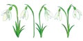 Vector set of ornate bouquet of outline Snowdrop or Galanthus flowers and leaf in green and pastel white isolated on white.