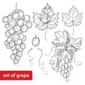 Vector set with ornate bunch of grape and grape leaves in black on white background. Royalty Free Stock Photo
