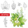 Vector set with ornate Hops or Humulus. Cones, leaves, branch in black on white background.