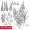 Vector set with outline Amaranthus or Amaranth flower bunch and leaf in black isolated on white background.