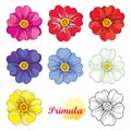 Vector set with outline blooming Primula or Primrose flower in pink, purple, blue, pastel white and yellow isolated on white.