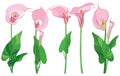 Vector set with outline Calla lily flower or Zantedeschia, bud and ornate leaves in pastel pink and green color isolated on white. Royalty Free Stock Photo