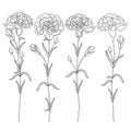 Vector set with outline Carnation or Clove flower, bud and leaves in black isolated on white background. Ornate floral carnations. Royalty Free Stock Photo