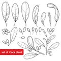 Vector set of outline Cocaine plant or Erythroxylum coca, bunch, leaf, flower and fruit in black isolated on white background.