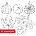 Vector set with outline Common Fig or Ficus carica fruit. Slice, leaf and branch on white background.