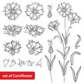 Vector set with outline Cornflower or Knapweed or Centaurea flower bunch, bud and leaf in black isolated on white background.