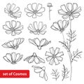 Vector set with outline Cosmos or Cosmea flower bunch, ornate leaf and bud in black isolated on white background. Royalty Free Stock Photo