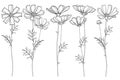 Vector set with outline Cosmos or Cosmea flower bunch, ornate leaf and buds in black isolated on white background.