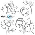 Vector set with outline Cotton boll bunch with leaf and capsule in black isolated on white background.
