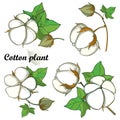 Vector set with outline Cotton boll bunch with leaf and capsule isolated on white background. Ornate cultivated Cotton plant. Royalty Free Stock Photo