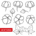 Vector set with outline Cotton boll and leaf in black isolated on white background. Ornate agriculture cultivated Cotton plant.