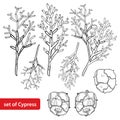 Vector set with outline Cypress or Cupressus sempervirens. Branch, pine and cones in black isolated on white background.